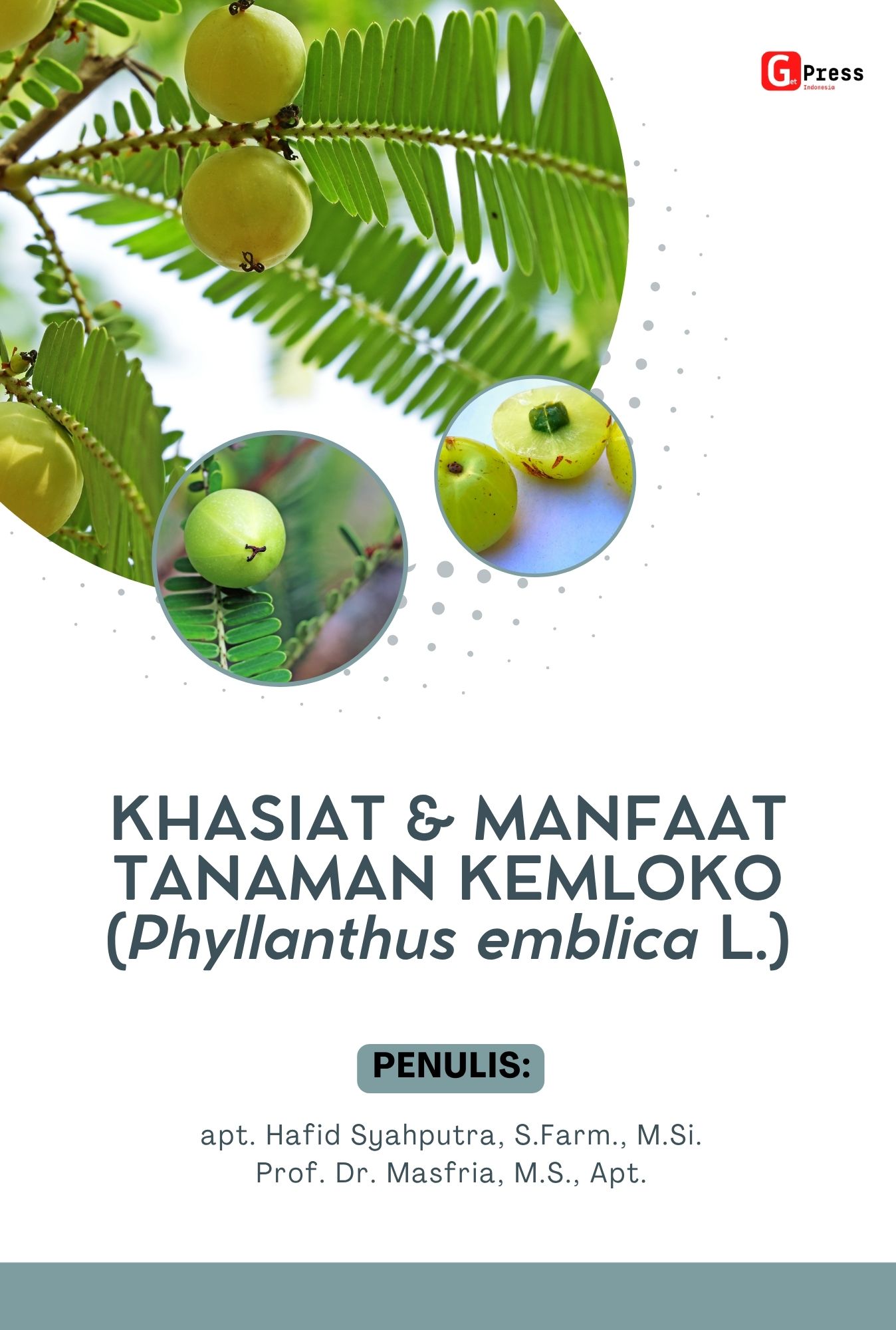 Khasiat & Manfaat  Tanaman Kemloko (Phyllanthus  Emblica L.)
